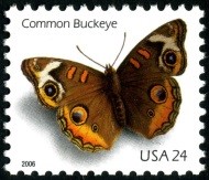 Common Buckeye Butterfly Issues 2006